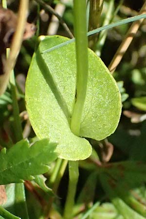 Parnassia palustris \ Sumpf-Herzblatt, Studentenrschen, D Ohlstadt 14.8.2024