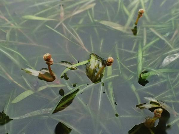 Potamogeton berchtoldii / Small Pontweed, D Mannheim 8.9.2024
