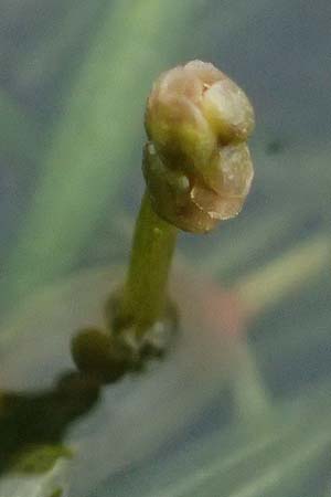 Potamogeton berchtoldii / Small Pontweed, D Mannheim 8.9.2024
