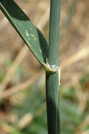 Phalaris canariensis \ Echtes Glanzgras, Kanariengras, D Mannheim 5.8.2016