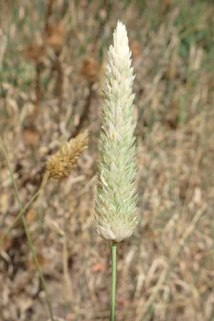 Phalaris canariensis \ Echtes Glanzgras, Kanariengras, D Mannheim 5.8.2016