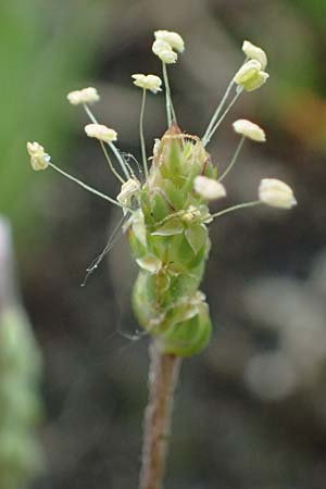 Plantago coronopus subsp. coronopus \ Krhenfu-Wegerich / Buck's-horn Plantain, D Friedberg 4.5.2025