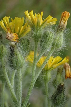 Hieracium fallax \ T�uschendes Habichtskraut / Cymosiform Mouse-Ear Hawkweed, D Mannheim 7.6.2026