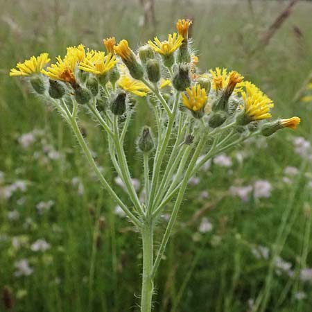 Hieracium fallax \ T�uschendes Habichtskraut / Cymosiform Mouse-Ear Hawkweed, D Mannheim 7.6.2026