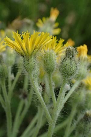 Hieracium fallax \ T�uschendes Habichtskraut / Cymosiform Mouse-Ear Hawkweed, D Mannheim 7.6.2026