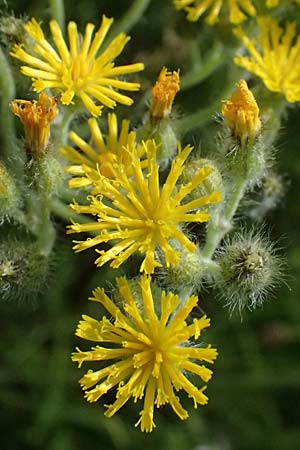 Hieracium fallax \ T�uschendes Habichtskraut / Cymosiform Mouse-Ear Hawkweed, D Mannheim 7.6.2026