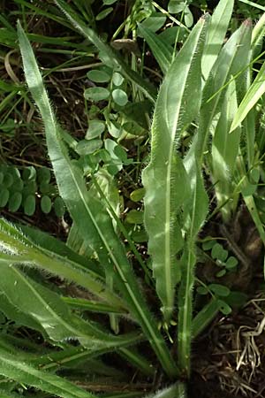 Hieracium fallax \ T�uschendes Habichtskraut / Cymosiform Mouse-Ear Hawkweed, D Mannheim 7.6.2026