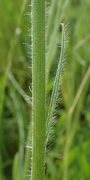 Hieracium fallax \ T�uschendes Habichtskraut / Cymosiform Mouse-Ear Hawkweed, D Mannheim 7.6.2026