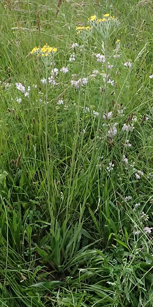 Hieracium fallax \ T�uschendes Habichtskraut / Cymosiform Mouse-Ear Hawkweed, D Mannheim 7.6.2026