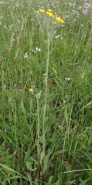 Hieracium fallax \ T�uschendes Habichtskraut / Cymosiform Mouse-Ear Hawkweed, D Mannheim 7.6.2026