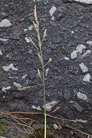 Puccinellia distans \ Gewhnlicher Salzschwaden / Reflexed Saltmarsh Grass, D Otzberg 16.8.2025