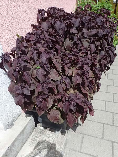 Perilla frutescens var. purpurascens \ Basilien-Erzblatt, Sesamblatt / Shiso, Beefsteak Plant, D Karlsruhe 25.7.2025