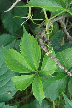 Parthenocissus inserta \ Wilder Wein, D Sandhausen 25.5.2007