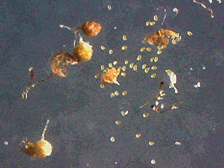 Polypodium interjectum \ Gesgter Tpfelfarn, D Gimborn 11.4.2025