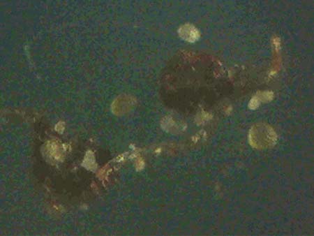 Polypodium interjectum \ Gesgter Tpfelfarn, D Gimborn 11.4.2025