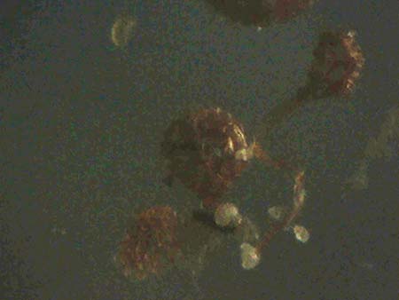 Polypodium interjectum \ Gesgter Tpfelfarn, D Gimborn 11.4.2025