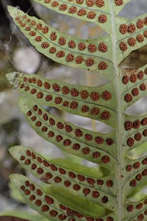 Polypodium interjectum \ Gesgter Tpfelfarn, D Gimborn 11.4.2025