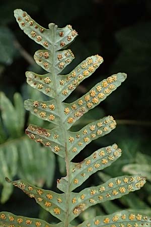 Polypodium interjectum \ Gesgter Tpfelfarn, D Gimborn 11.4.2025