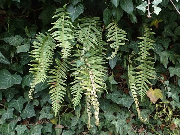Polypodium interjectum \ Gesgter Tpfelfarn, D Gimborn 11.4.2025