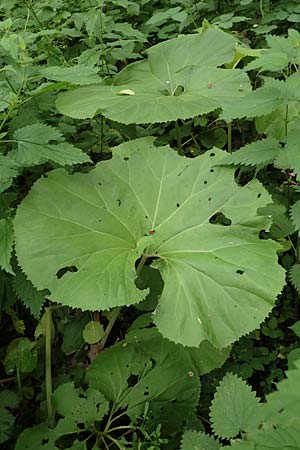 Petasites japonicus \ Asiatische Pestwurz, Japanische Pestwurz, D Bochum 10.6.2020
