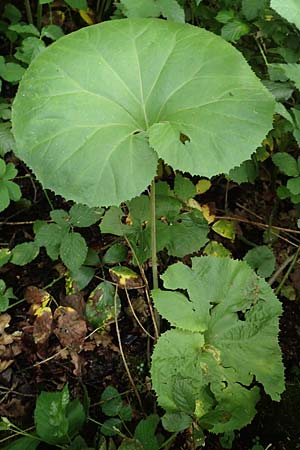 Petasites japonicus \ Asiatische Pestwurz, Japanische Pestwurz, D Bochum 10.6.2020