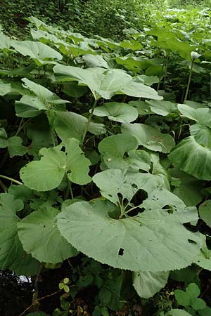 Petasites japonicus \ Asiatische Pestwurz, Japanische Pestwurz, D Bochum 10.6.2020