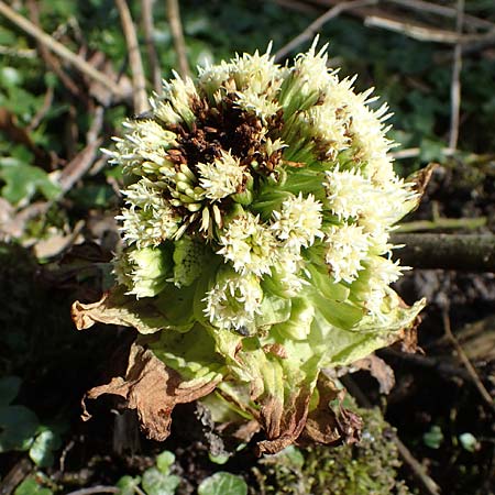Petasites japonicus \ Asiatische Pestwurz, Japanische Pestwurz, D Bochum 12.3.2022