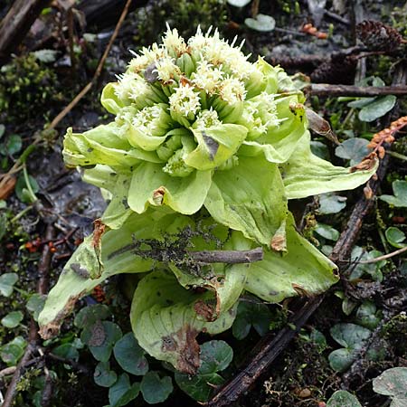Petasites japonicus \ Asiatische Pestwurz, Japanische Pestwurz, D Bochum 12.3.2022
