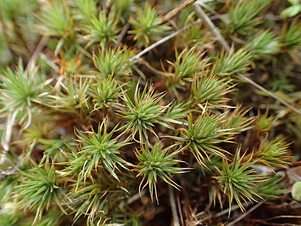 Polytrichum juniperinum \ Wacholder-Widertonmoos, D Eisenberg 1.5.2024