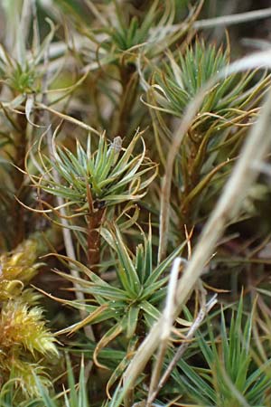 Polytrichum juniperinum \ Wacholder-Widertonmoos, D Eisenberg 1.5.2024