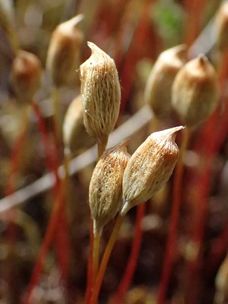 Polytrichum juniperinum \ Wacholder-Widertonmoos, D Eisenberg 1.5.2024