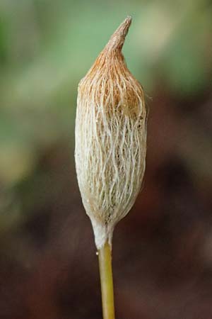Polytrichum juniperinum \ Wacholder-Widertonmoos, D Eisenberg 1.5.2024