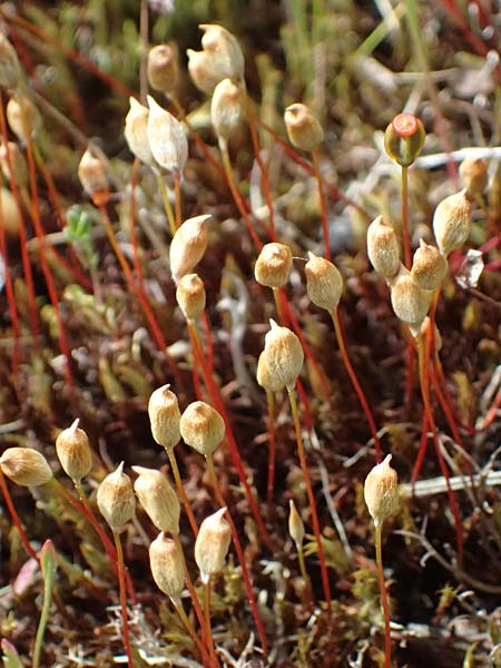 Polytrichum juniperinum \ Wacholder-Widertonmoos, D Eisenberg 1.5.2024