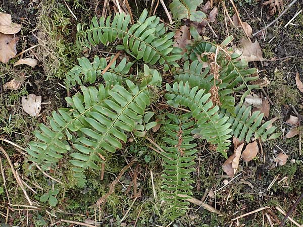Polystichum munitum \ Westamerikanischer Schwertfarn, D Herdecke 12.3.2022