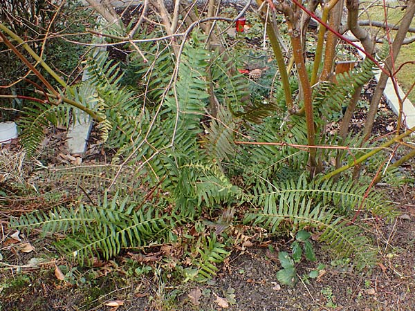 Polystichum munitum \ Westamerikanischer Schwertfarn, D Herdecke 12.3.2022