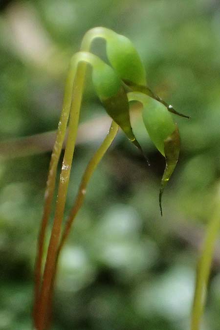 Plagiomnium rostratum \ Geschnbeltes Sternmoos / Long-Beaked Thyme Moss, D Wagenschwend 15.3.2025