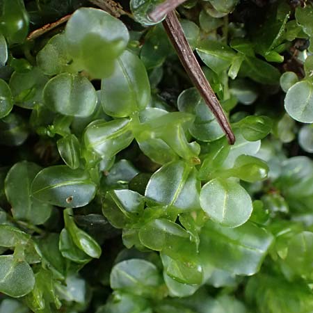 Plagiomnium rostratum \ Geschnbeltes Sternmoos / Long-Beaked Thyme Moss, D Wagenschwend 15.3.2025