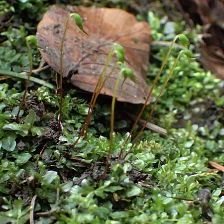 Plagiomnium rostratum \ Geschnbeltes Sternmoos / Long-Beaked Thyme Moss, D Wagenschwend 15.3.2025