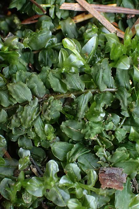 Plagiomnium rostratum \ Geschnbeltes Sternmoos / Long-Beaked Thyme Moss, D Wagenschwend 15.3.2025