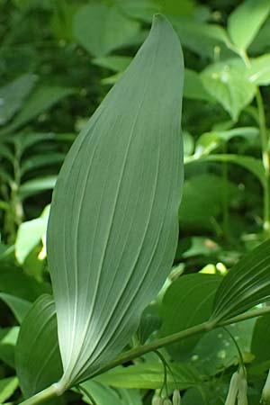 Polygonatum multiflorum \ Vielbltiges Salomonssiegel, Vielbltige Weiwurz / Solomon's Seal, D Zwingenberg an der Bergstraße 4.5.2025
