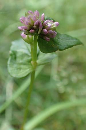 Persicaria nepalensis \ Nepal-Knterich / Nepal Knotweed, D Kirchhundem-Benolpe 24.8.2018