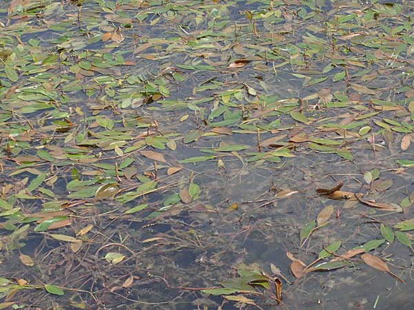 Potamogeton nodosus \ Flutendes Laichkraut / Loddon Pontweed, D Böhl-Iggelheim 2.7.2023
