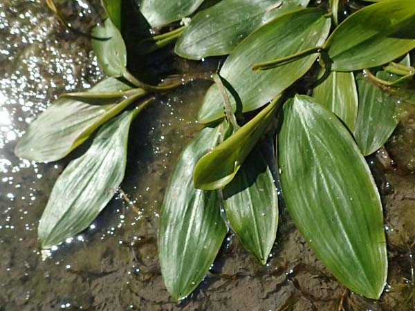 Potamogeton nodosus \ Flutendes Laichkraut / Loddon Pontweed, D Mannheim 29.8.2024