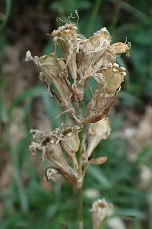 Silene viscaria \ Gew�hnliche Pechnelke / Sticky Catchfly, D Schriesheim 4.6.2026
