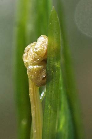 Potamogeton berchtoldii / Small Pontweed, D Mannheim 29.8.2024