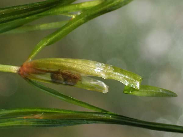 Potamogeton berchtoldii / Small Pontweed, D Mannheim 29.8.2024
