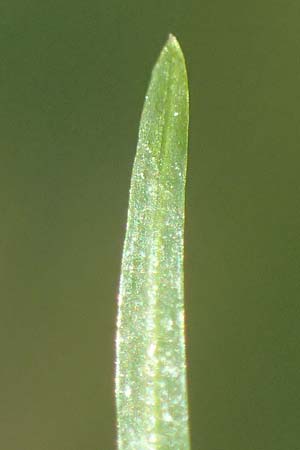 Potamogeton berchtoldii / Small Pontweed, D Mannheim 29.8.2024