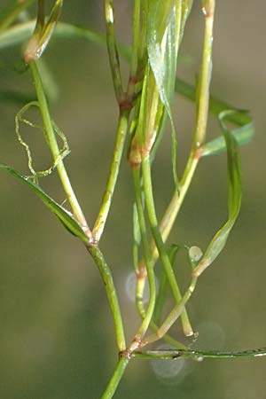 Potamogeton berchtoldii / Small Pontweed, D Mannheim 29.8.2024