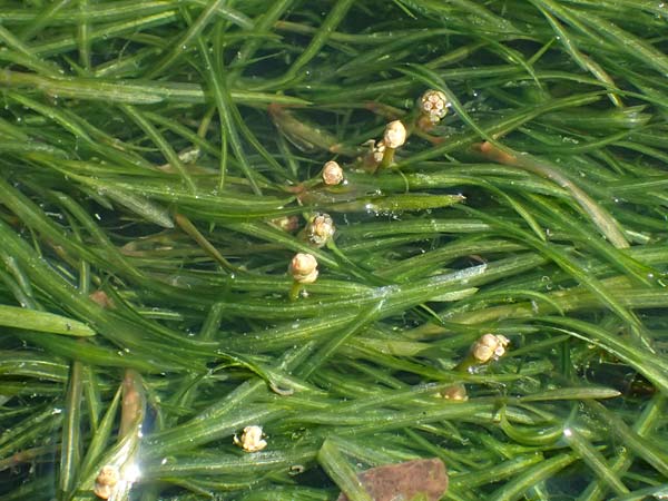 Potamogeton berchtoldii / Small Pontweed, D Mannheim 29.8.2024