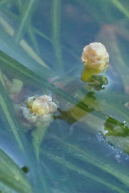 Potamogeton berchtoldii / Small Pontweed, D Mannheim 29.8.2024